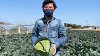 キャベツの契約栽培