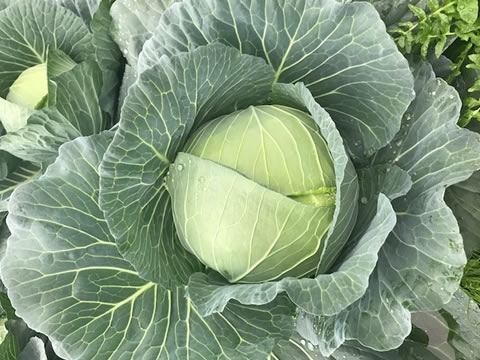 収穫予定のキャベツ