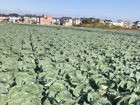 収穫予定のキャベツ